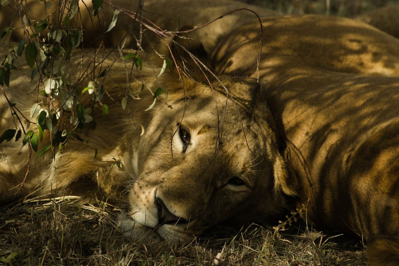 A lion lying peacefully under dappled sunlight in a safari setting.