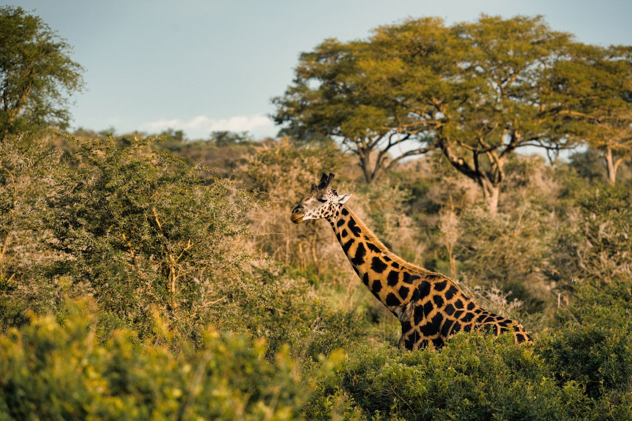 A giraffe stands gracefully amidst the African savanna, showcasing its iconic long neck and distinct patterns.