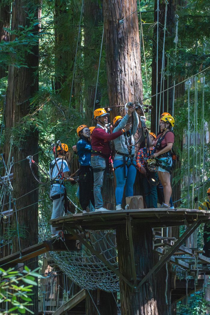 A group enjoying a ziplining adventure amidst tall redwood trees.